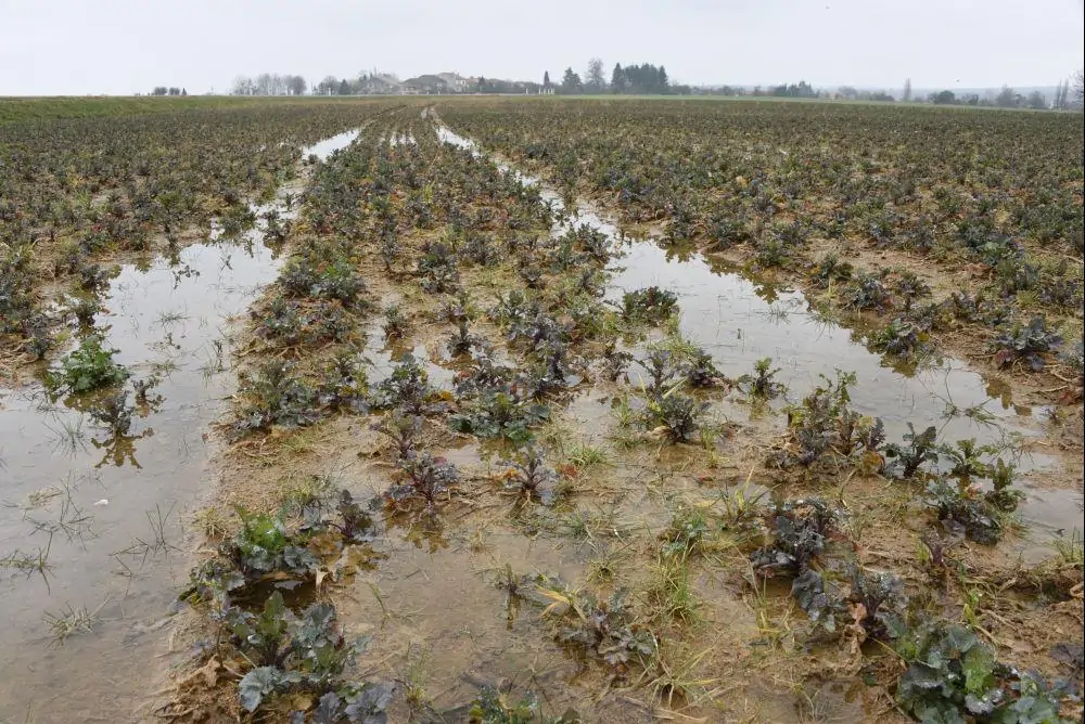 colza exces eau hivernal