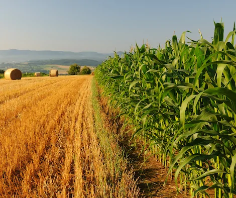 izili stress hydrique conseils 