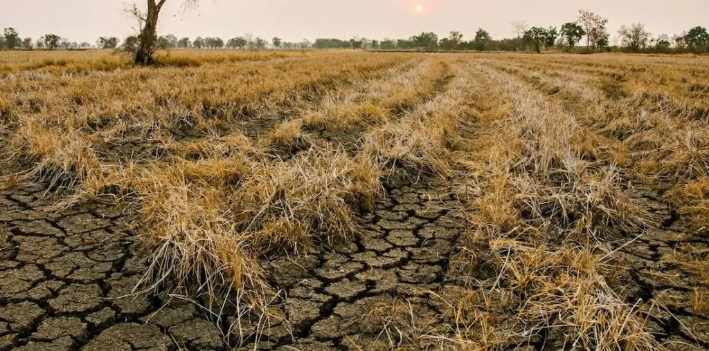 stress hydrique secheresse